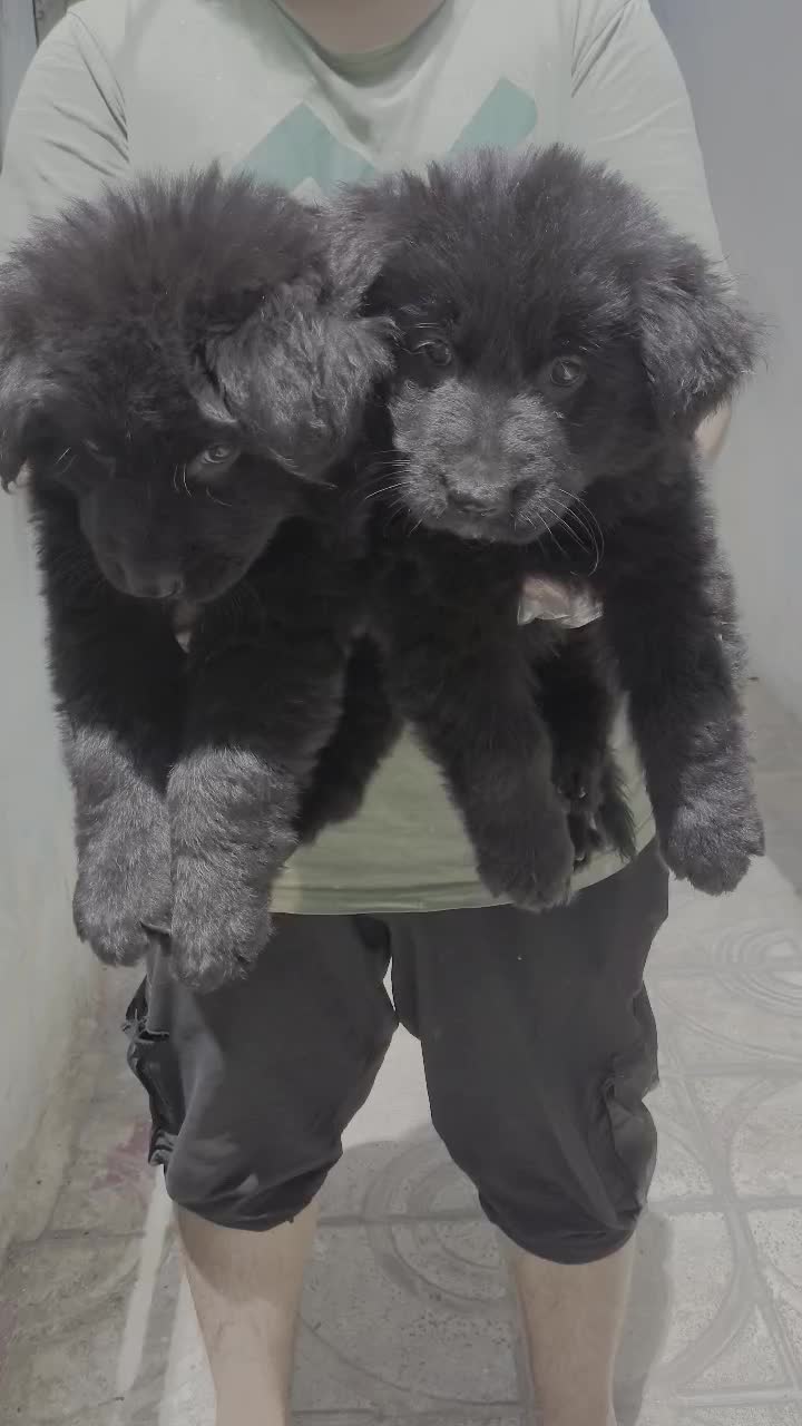 فروش توله سگ ژرمن بلک موبلند زیبا|سگ|کرج, جهان‌شهر|دیوار