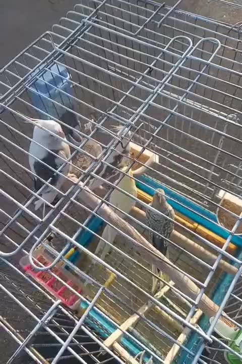 عروس هلندی پرنده فنچ کفتر قناری وغیره طوطی|پرنده|پاکدشت, خاتون آباد|دیوار