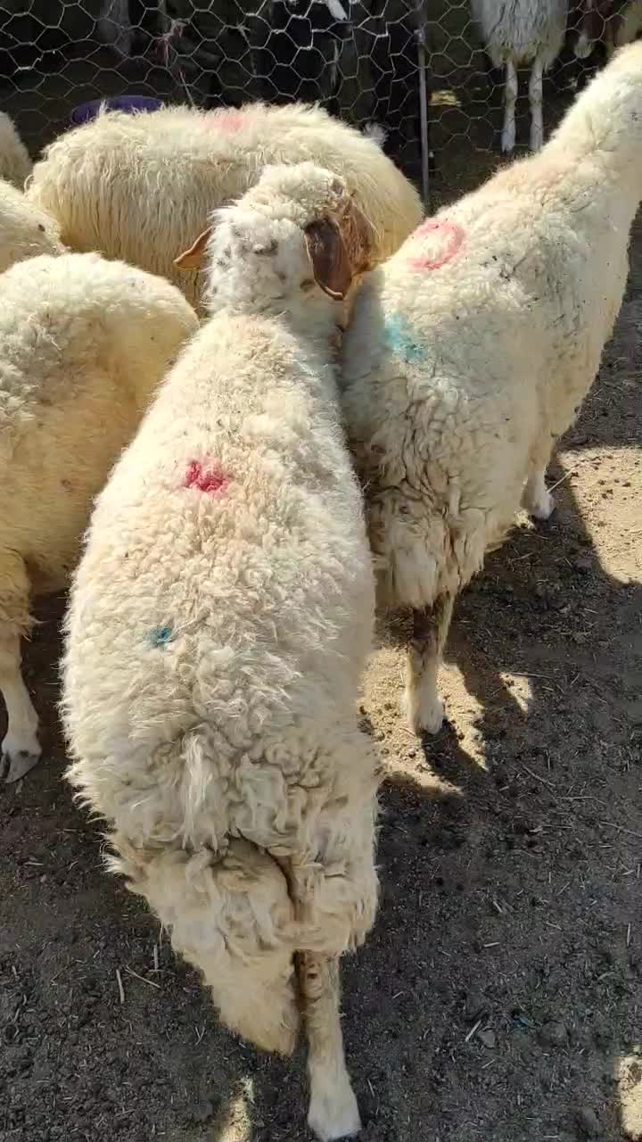 گوسفند داشتی|حیوانات مزرعه|کرمانشاه, |دیوار