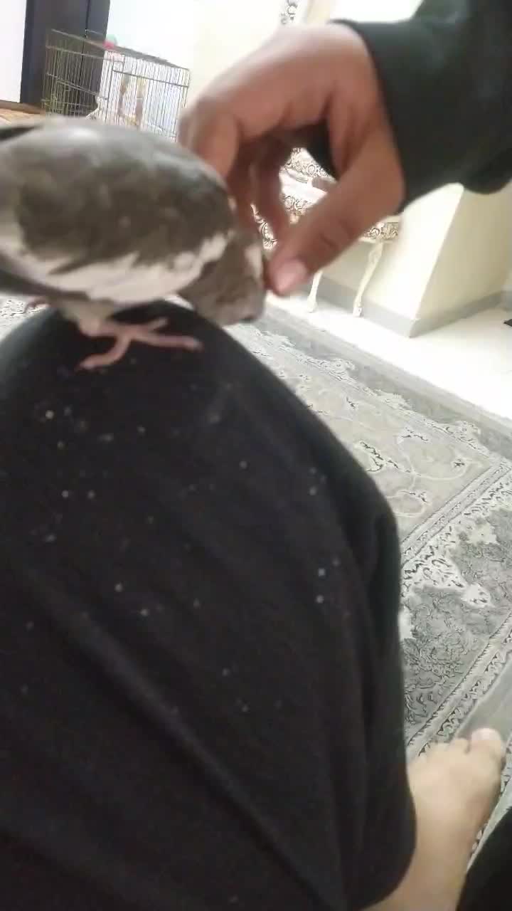 عروس هلندی سه ماهه دونه خور سالم وبازیگوش|پرنده|محمدشهر, شهرک پیام (مهرالبرز)|دیوار