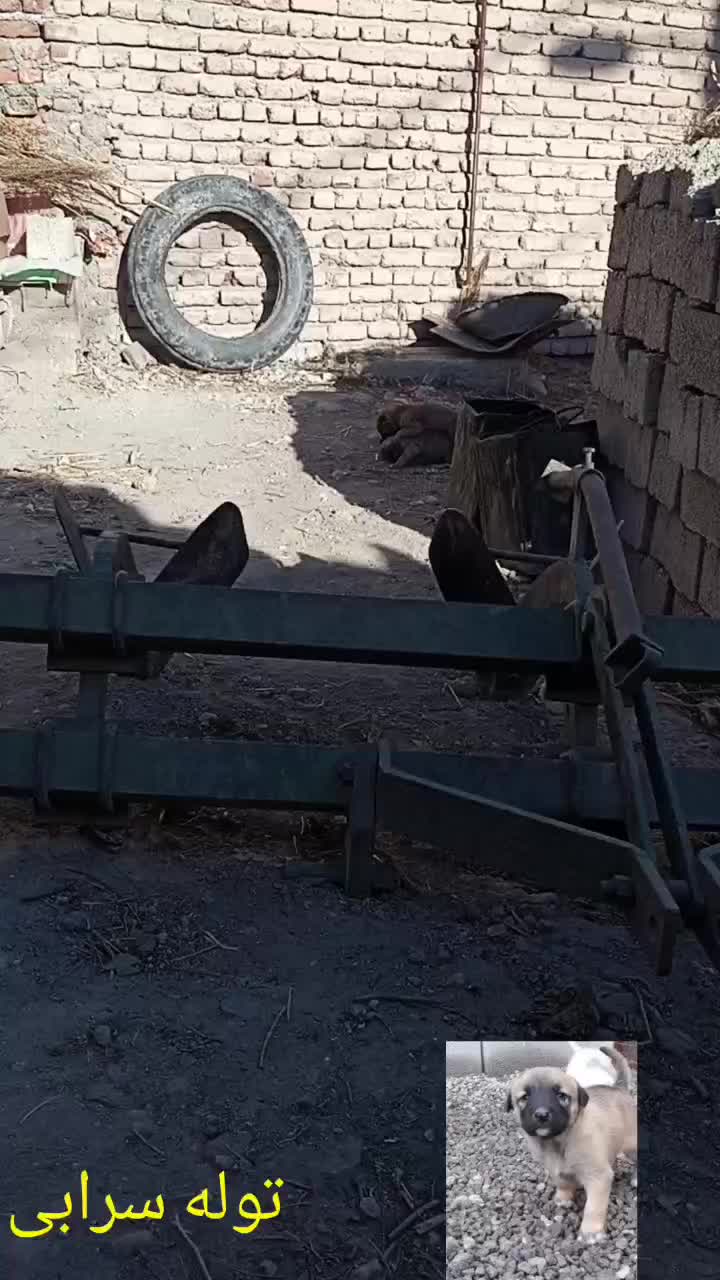 توله سگ سرابی|سگ|اردبیل, |دیوار