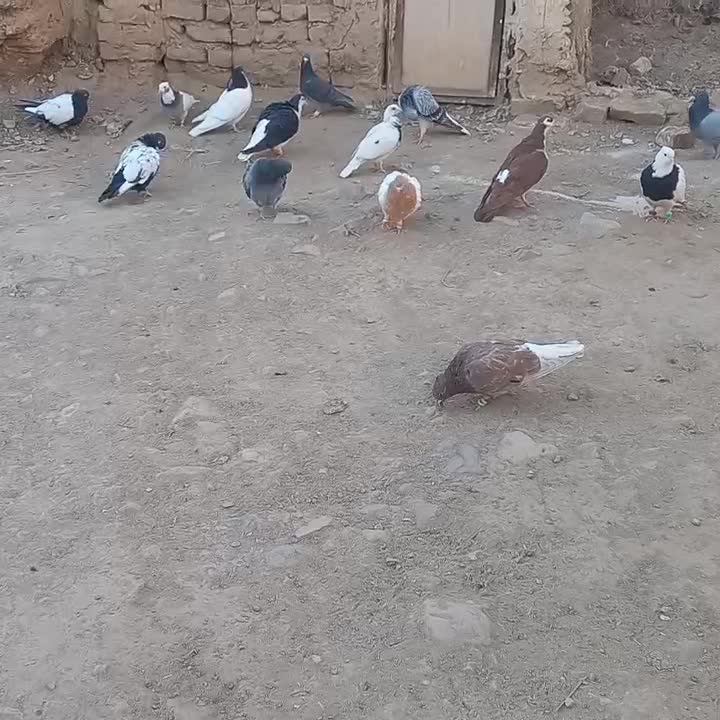 کفتر هوایی|پرنده|کاشمر, |دیوار