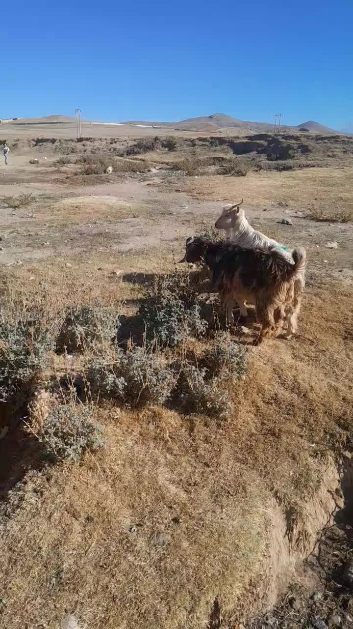 بزغاله نر وماده|حیوانات مزرعه|اهر, |دیوار