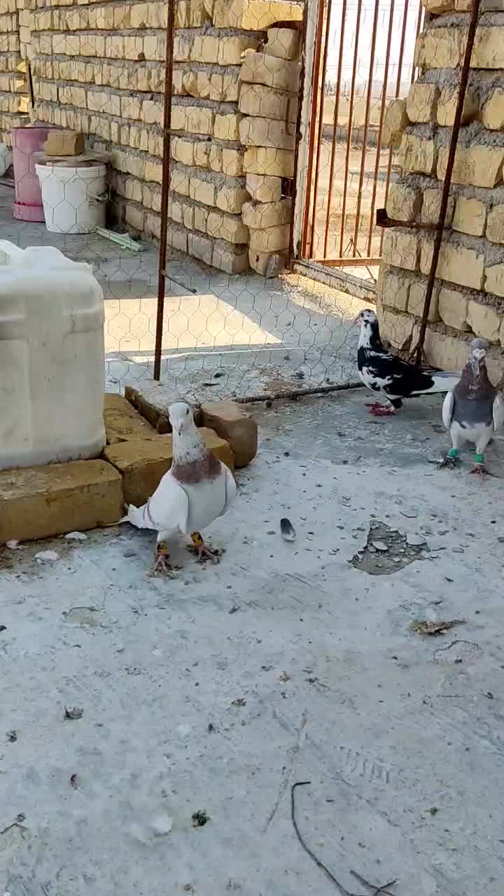 کبوتر|پرنده|مرودشت, شهرک مهدیه|دیوار