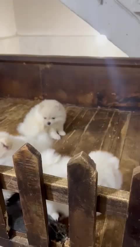 فروش پامرانین خرسی فوق العاده بالا زیر قیمت|سگ|مشهد, وکیل‌آباد|دیوار