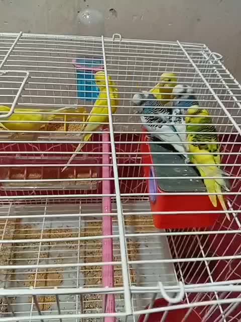 مرغ عشق|پرنده|امیدیه, |دیوار