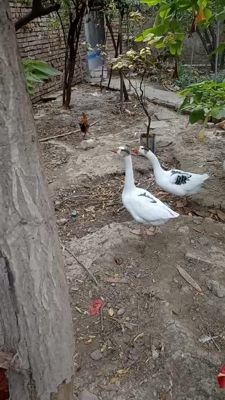 غاز و خروس|حیوانات مزرعه|گرگان, |دیوار