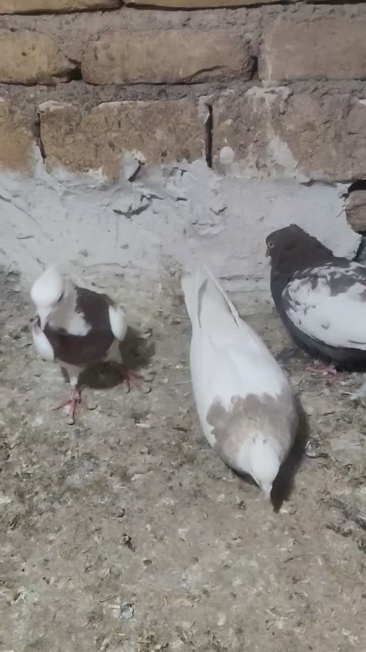 توقی درجه یک بی عیب به ضمانت تخم جوجه|پرنده|تربت جام, میرقوام الدین|دیوار