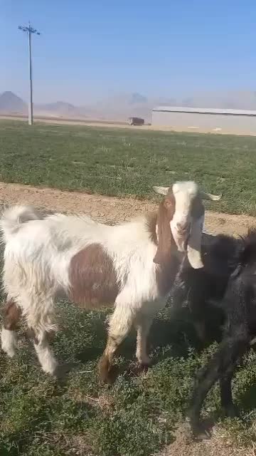 فروش پازن چپش دوبرو و یک میش بختیاری ملحه سوز|حیوانات مزرعه|بانش, |دیوار