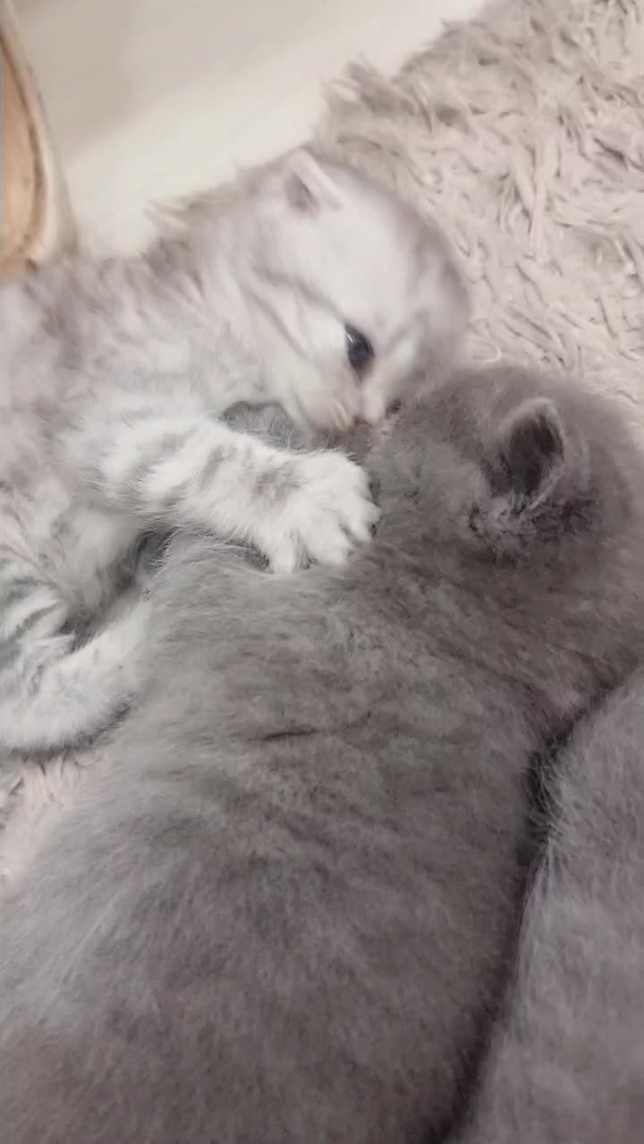 گربه خانگی اصیل|گربه|آمل, |دیوار