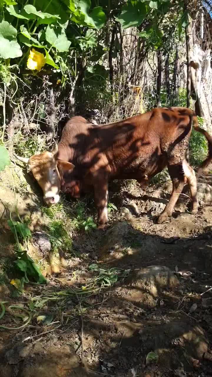 گوساله نر محلی ۴ وقت|حیوانات مزرعه|املش, |دیوار