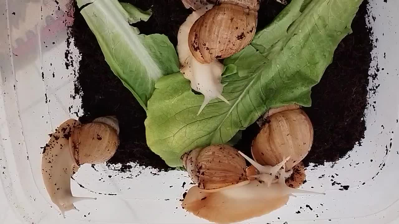 فروش حلزون سوپر مولد|خزنده|زرقان, |دیوار