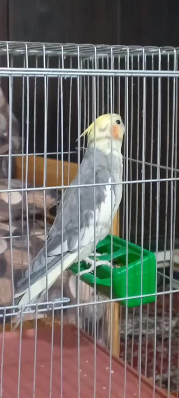 عروس هلندی نر|پرنده|یاسوج, |دیوار