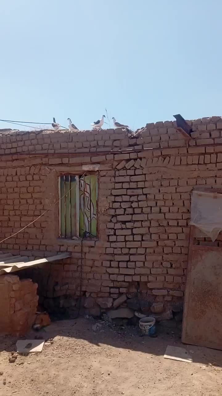 کبوتر|پرنده|نیشابور, مازول|دیوار