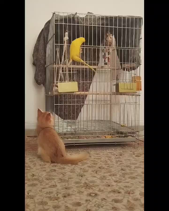 ملنگو زرد|پرنده|زرقان, |دیوار