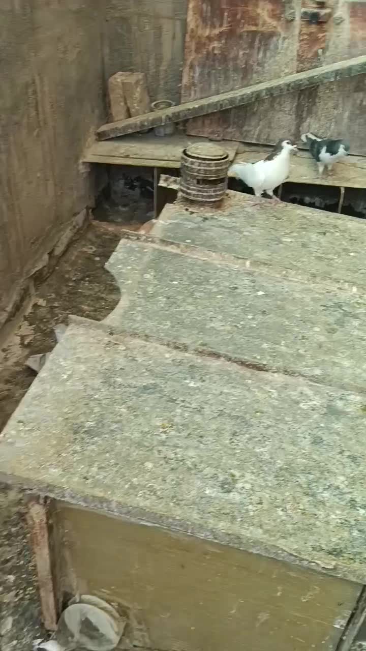 کفتر‌چادری|پرنده|پاکدشت, حصار امیر|دیوار