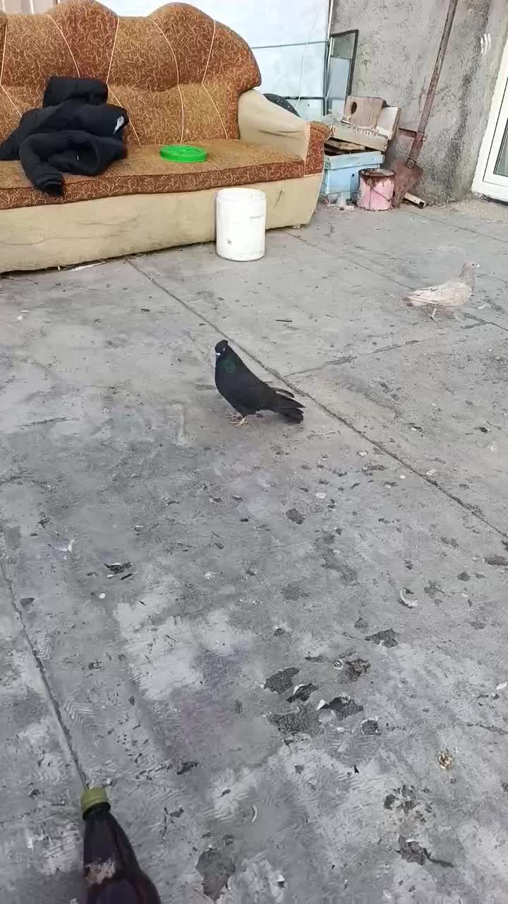 2عددکبوترماده یه نامه برقهوه ای وه یه سیاهکاکل میخ|پرنده|سنندج, |دیوار