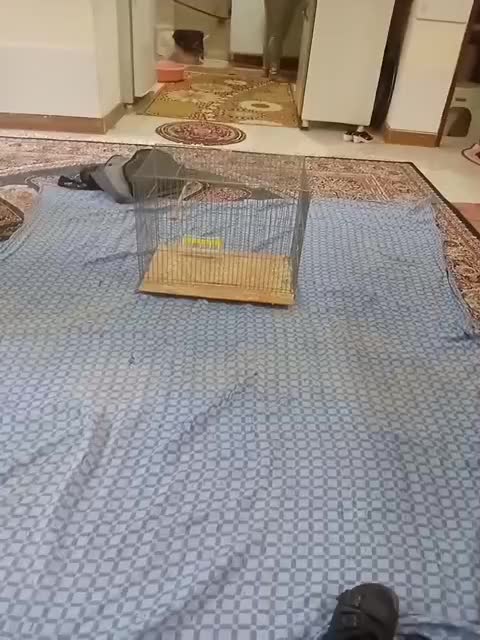 قفس|لوازم جانبی حیوانات|اصفهان, پوریای ولی|دیوار