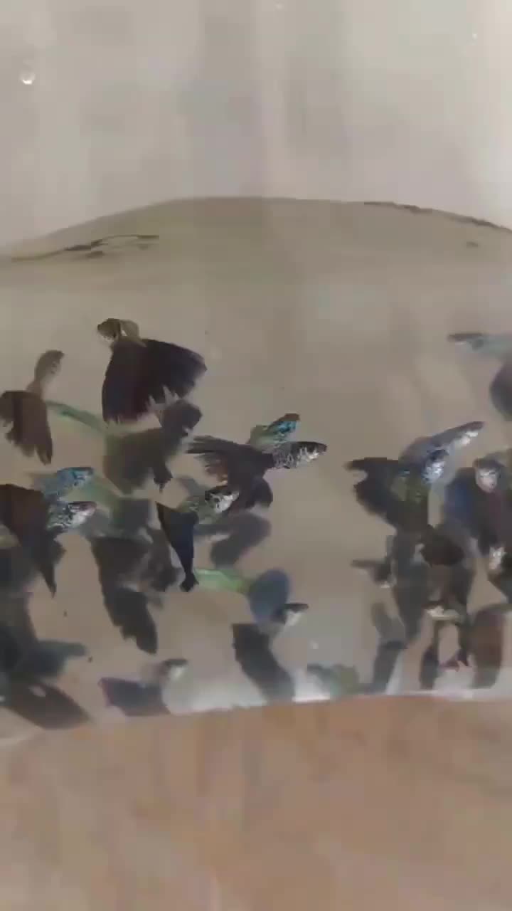 ۵۰۰ عدد ماهی گوپی بلو ایگل نژاد خاص و کمیاب|ماهی|تهران, والفجر (افسریه)|دیوار