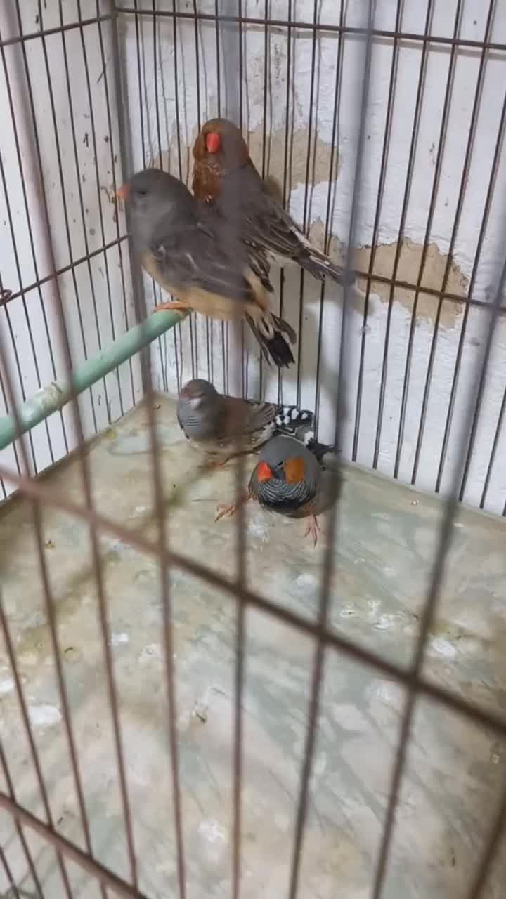 فنج|پرنده|بندرعباس, |دیوار