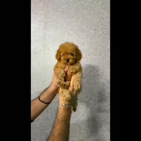 کوچولوی سلطنتی تاینیتوی پودل|سگ|تهران, شهرک چیتگر|دیوار