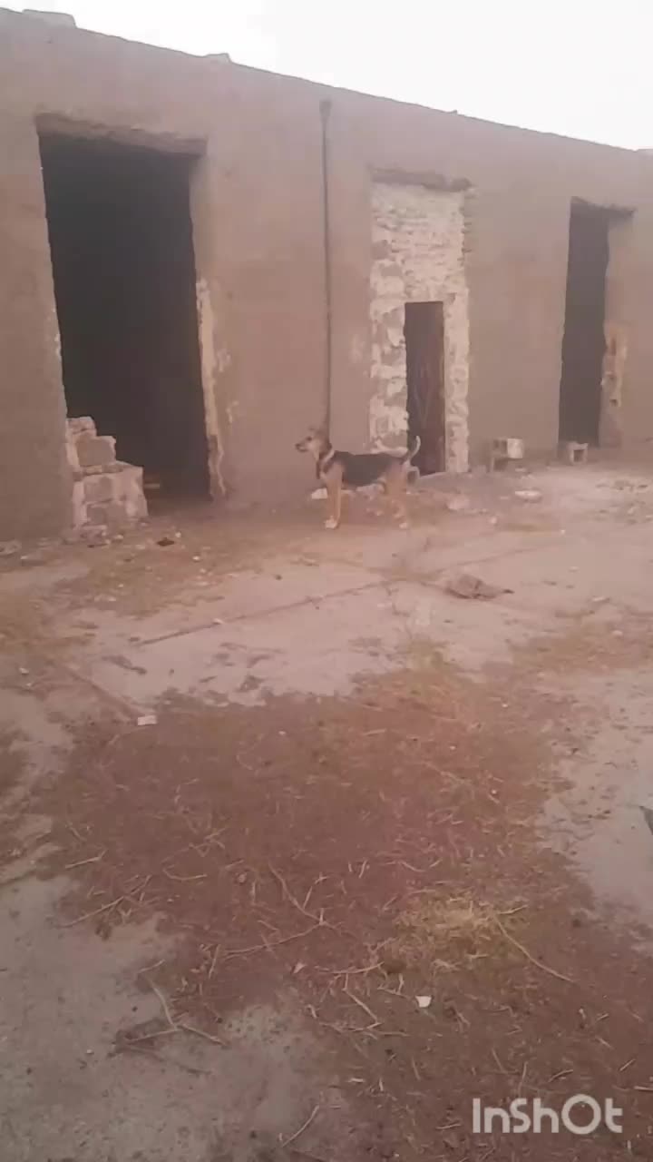 توله گله ای|سگ|تربت جام, حافظ|دیوار