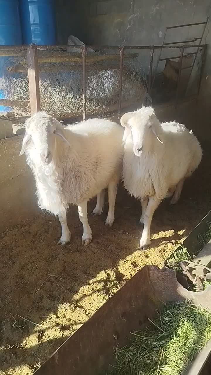 تعدادی بره و قوچ و دبر|حیوانات مزرعه|شهر بابک, |دیوار