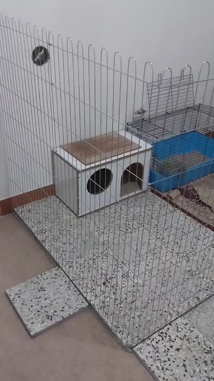 خرگوش لوپ و مینیاتوری و ساده و وسایل|موش و خرگوش|شیراز, کوشک میدان|دیوار