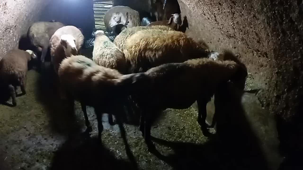 میش وبره|حیوانات مزرعه|سنقر, |دیوار