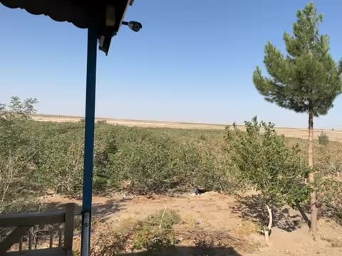 فروش باغ پسته|فروش دفتر صنعتی، کشاورزی، تجاری|تربت‌حیدریه, پائین ولایت|دیوار