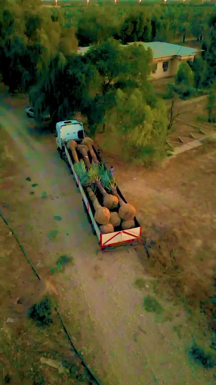 اقلیم قم خیلی کم آبه نخل یه گزینه خوبه پالم|خدمات باغبانی و درختکاری|قم, انصارالحسین|دیوار