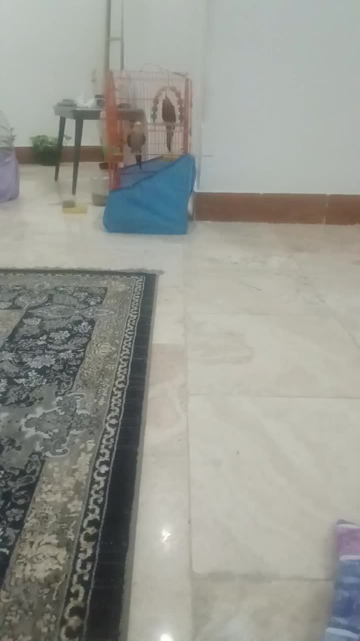 پرنده|پرنده|پیشوا, |دیوار