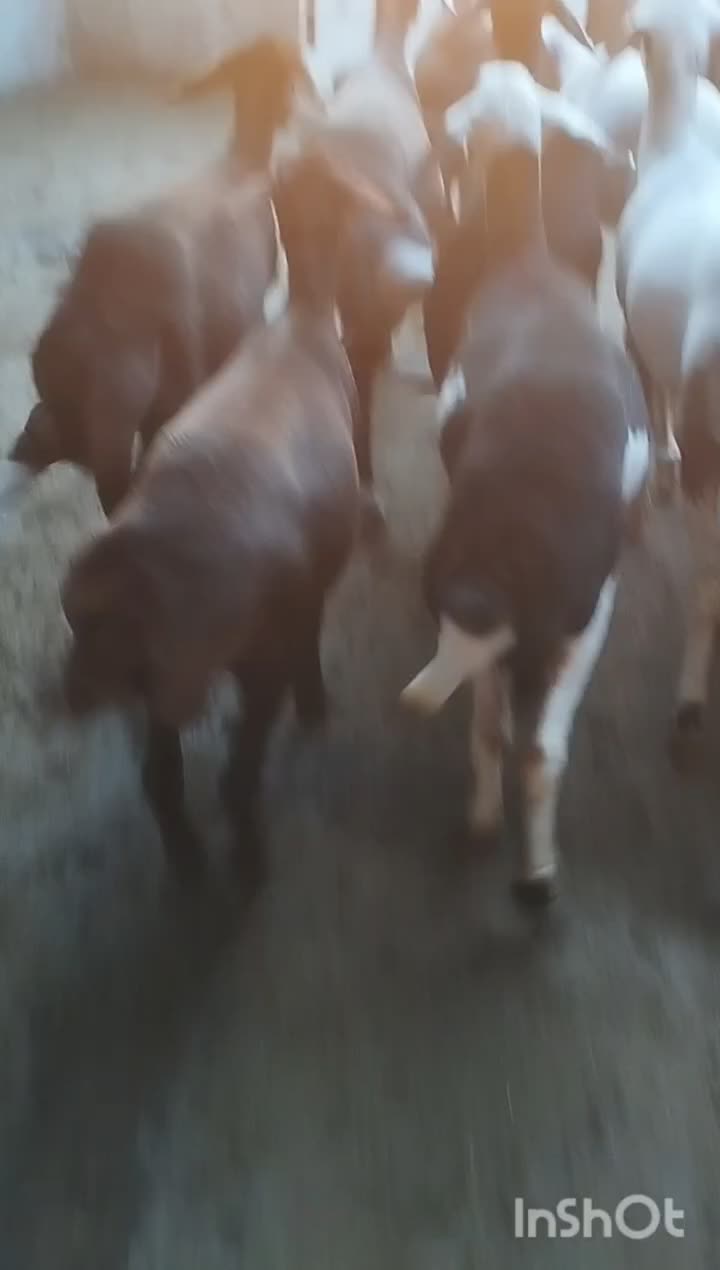 سلام ۹ عدد توقلی ماده زیرقوچی|حیوانات مزرعه|سیمین شهر, |دیوار