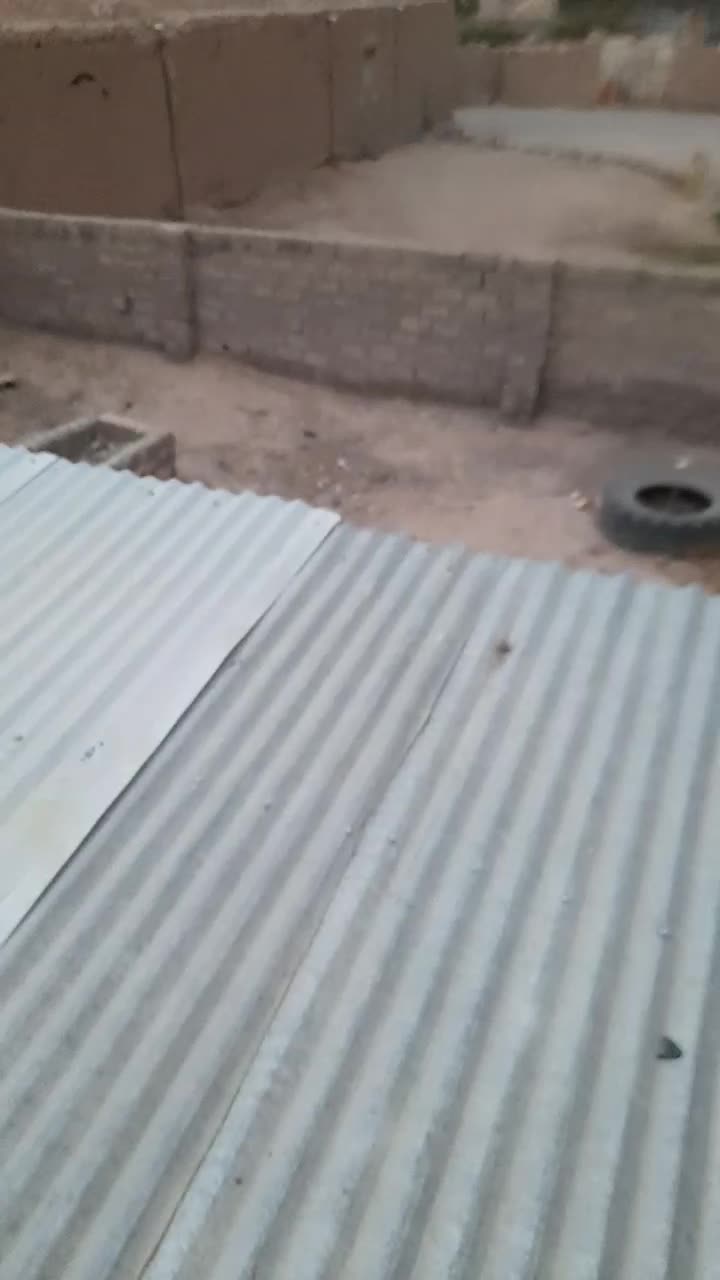 کبوتر نر سوراخ|پرنده|نگار, |دیوار