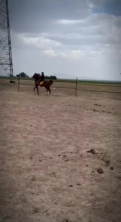 فروش اسب عرب|اسب و تجهیزات اسبسواری|کبودرآهنگ, |دیوار