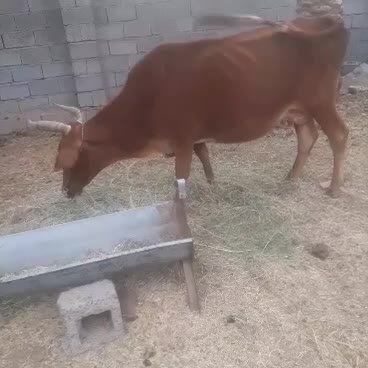 گاو و گوساله ماده بومی|حیوانات مزرعه|اردکان, |دیوار