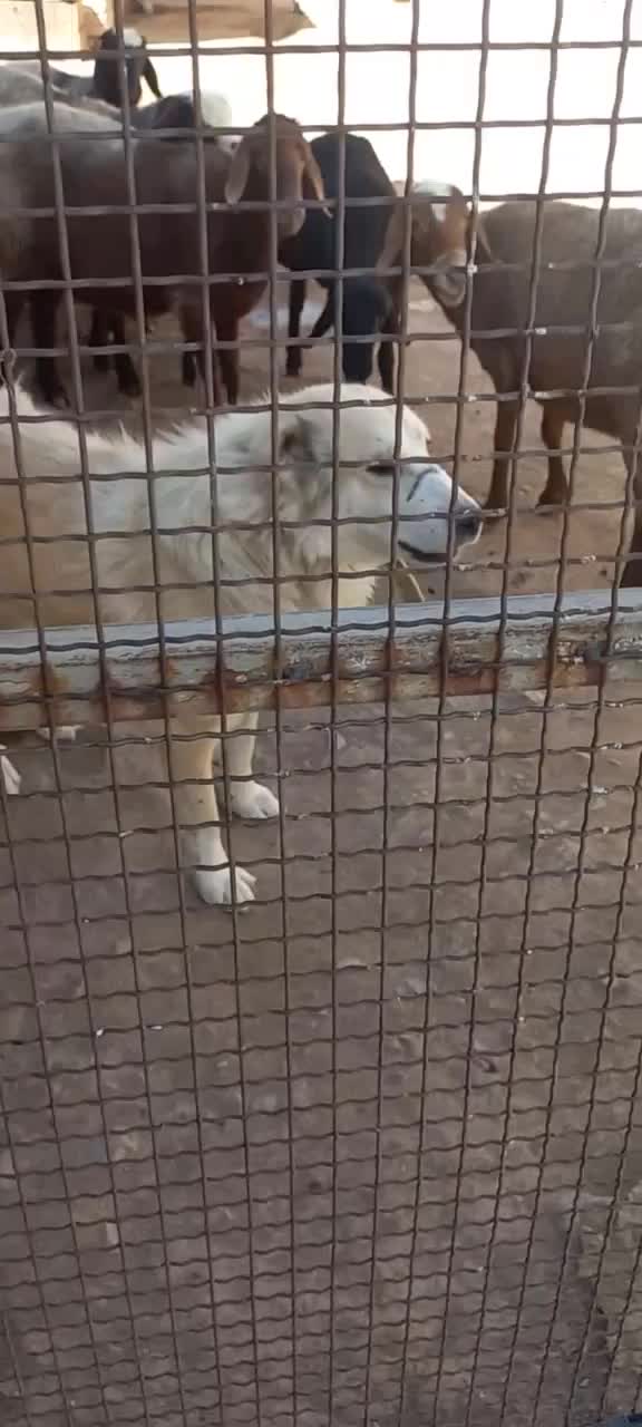 سگ نگهبان|سگ|خرمدشت, |دیوار