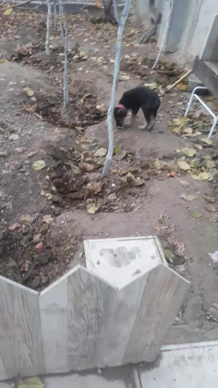 واگذاری توله ژرمن ورک نر|سگ|تهران, استاد معین|دیوار