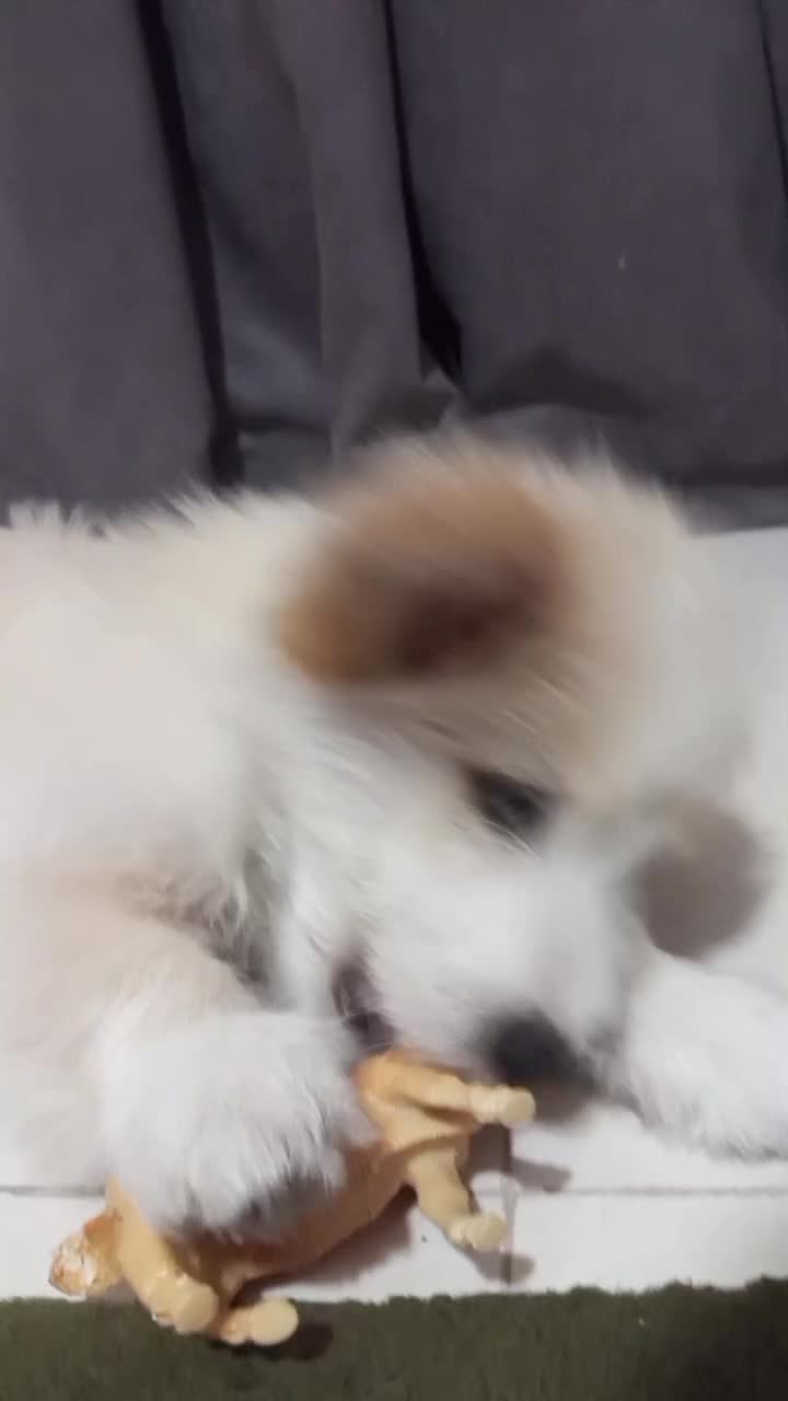 شیتزو5ماه|سگ|رشت, امین الضرب|دیوار