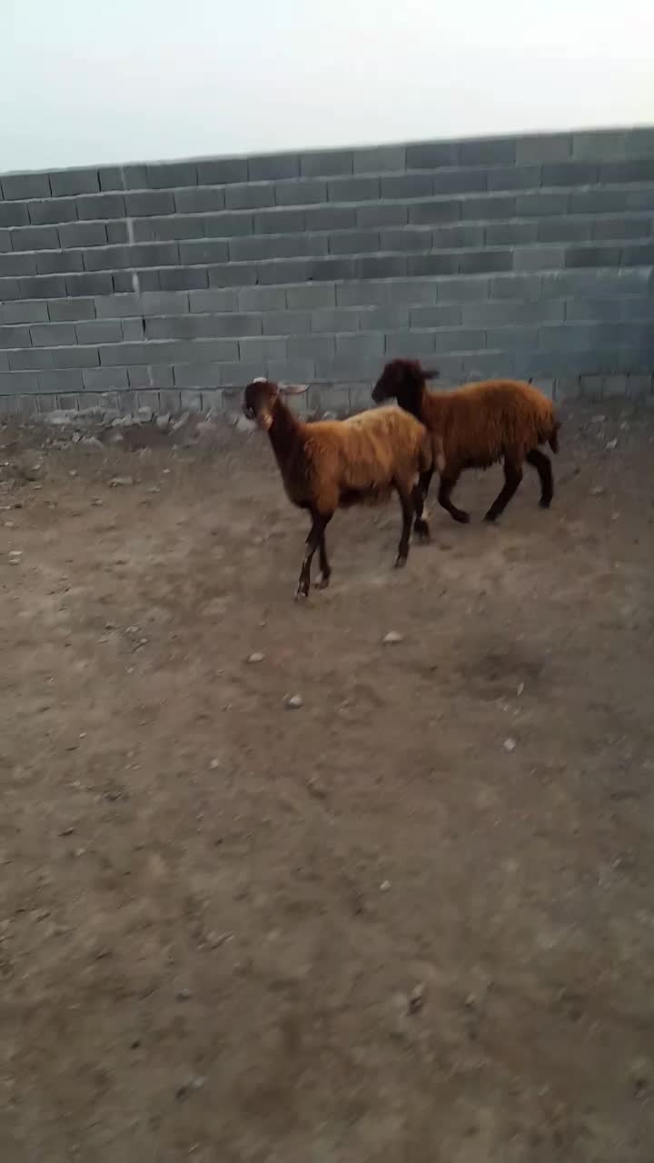 دوتا ماده جنس|حیوانات مزرعه|گمیشان, |دیوار