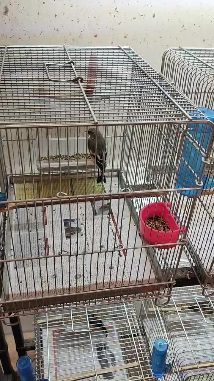 سهره چهار گل سهره سرخ سهره کرمانی ماده دوساله|پرنده|مشهد, هفده شهریور|دیوار