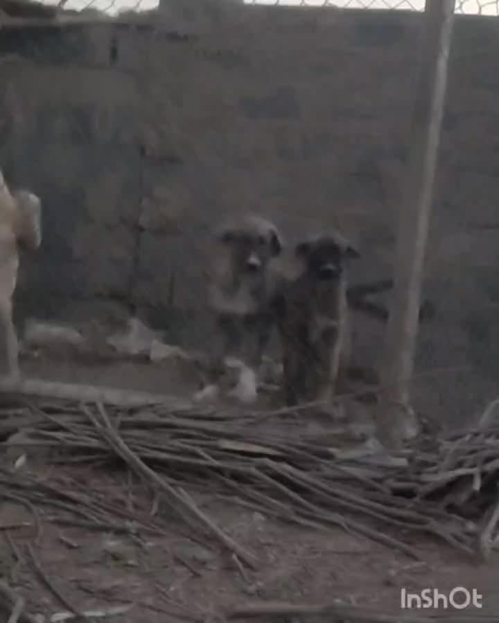 توله سگ بومی|سگ|برخوار, |دیوار