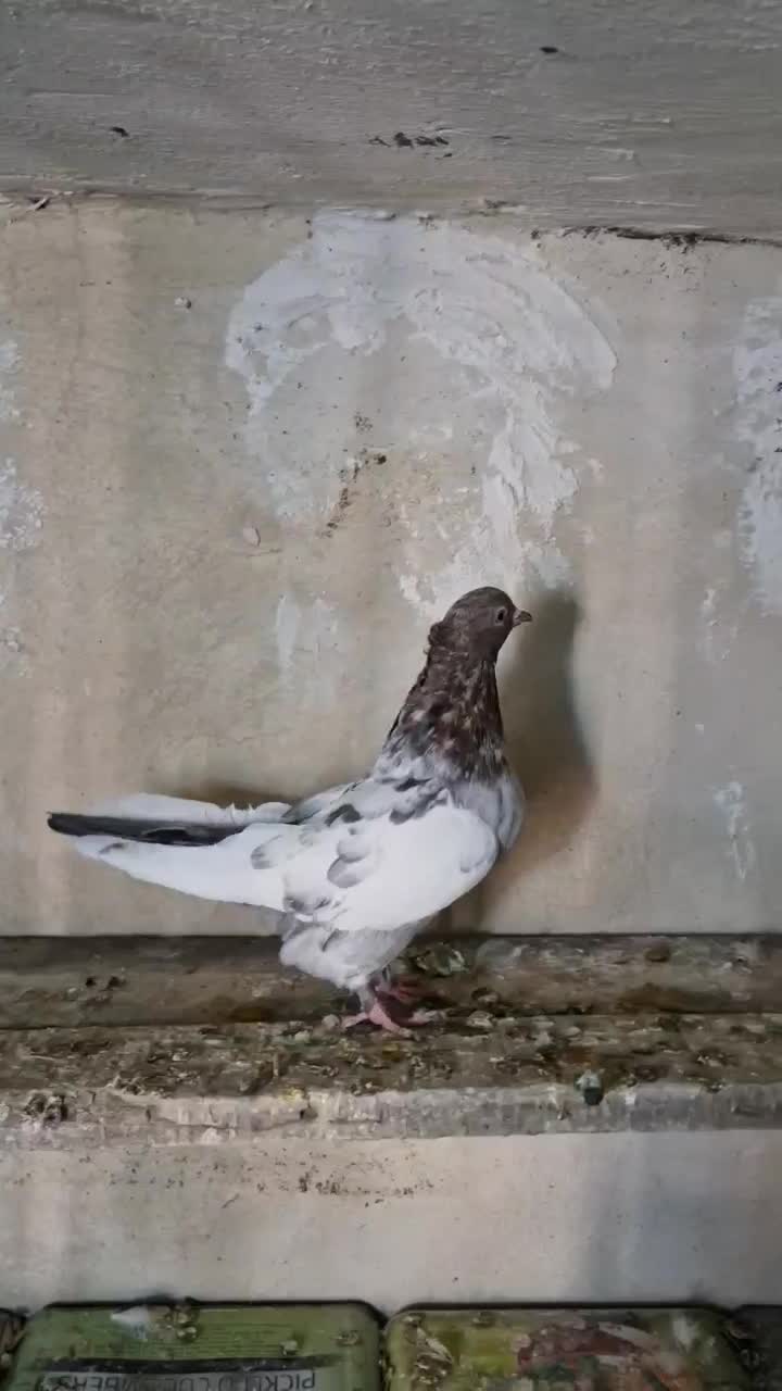 سینه سرور|پرنده|شیراز, گویم|دیوار