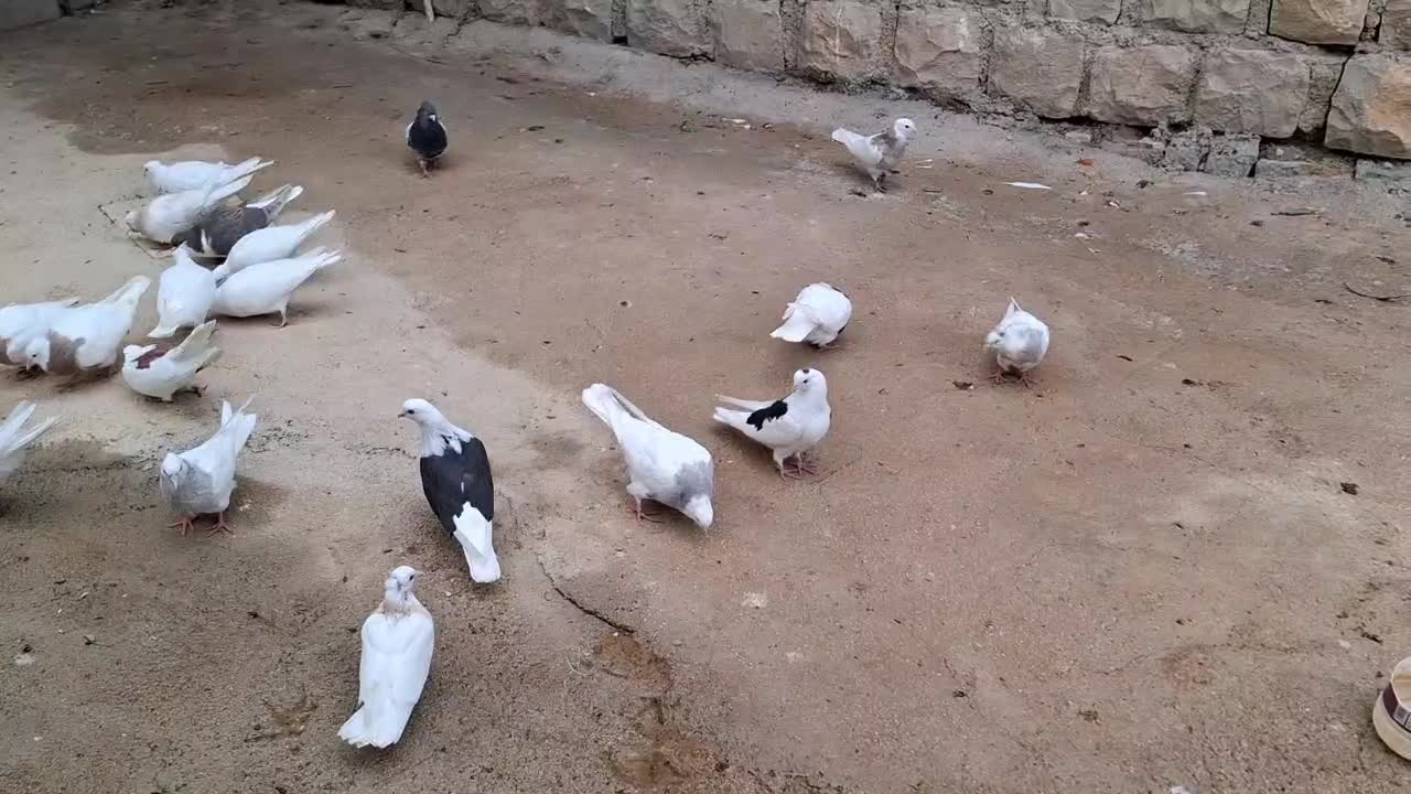 طوقی|پرنده|کوهرنگ, |دیوار
