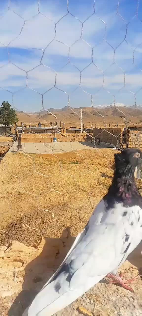 کبوتر...|پرنده|نیشابور, مازول|دیوار