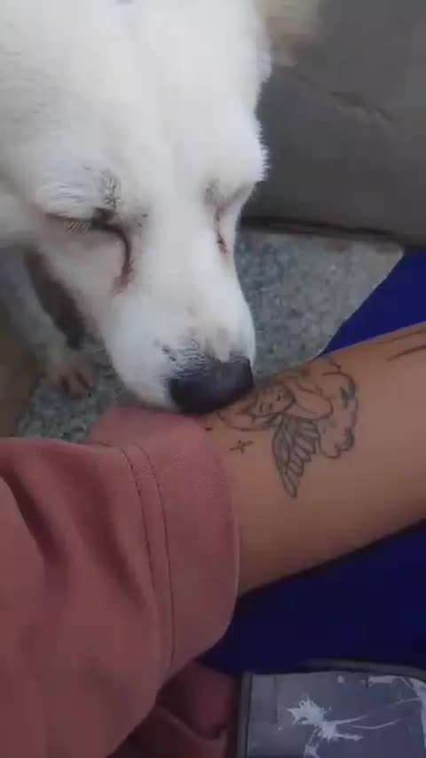 سگ واگذاری|سگ|قشم, |دیوار