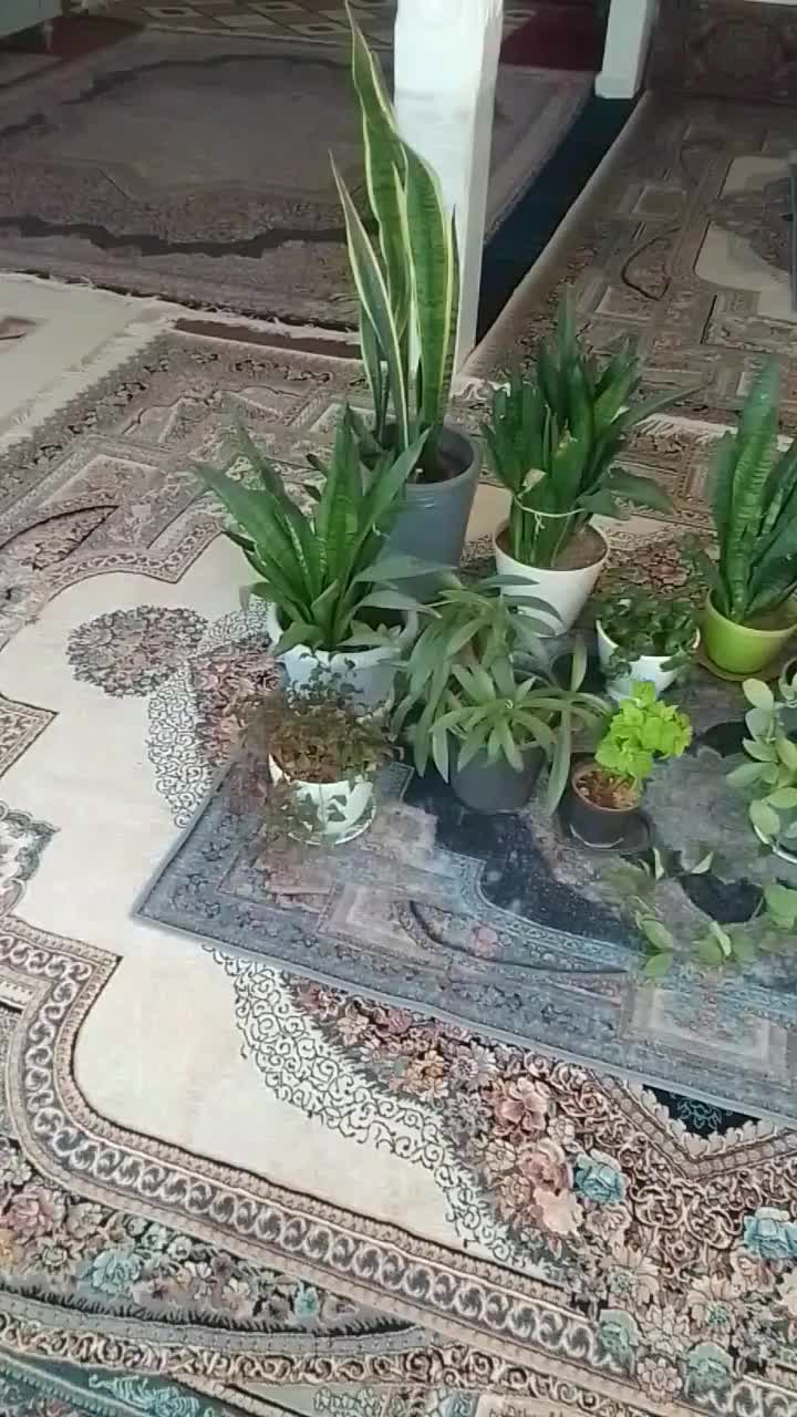 گل سانسوریا هویا|گل و گیاه طبیعی|تربت‌حیدریه, یحیی آباد|دیوار