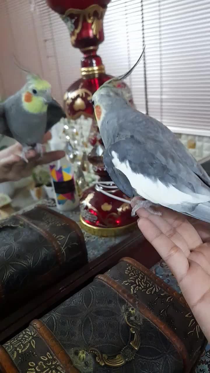 عروس هلندی|پرنده|قم, باغ شریفی|دیوار