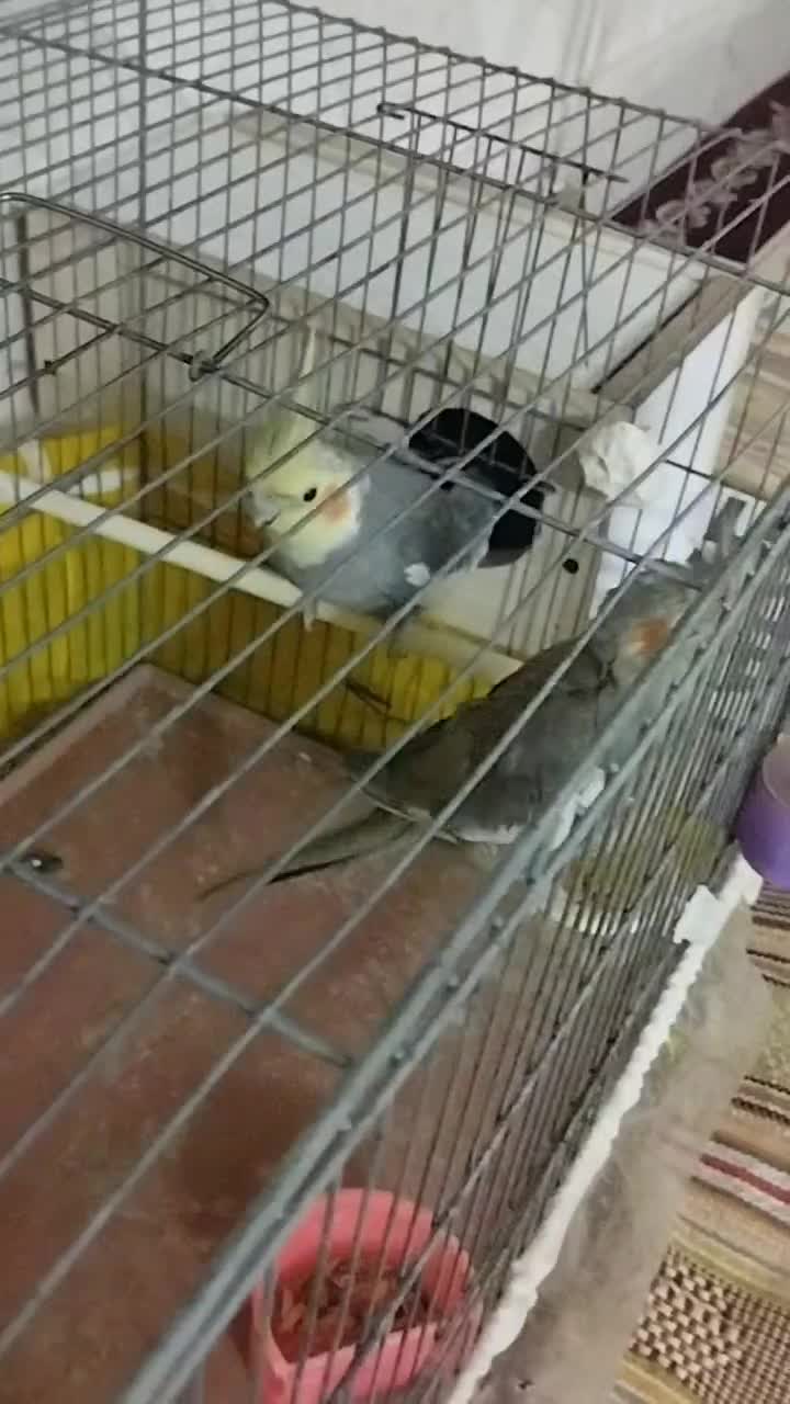 یک جفت عروس هلندی|پرنده|بجنورد, |دیوار