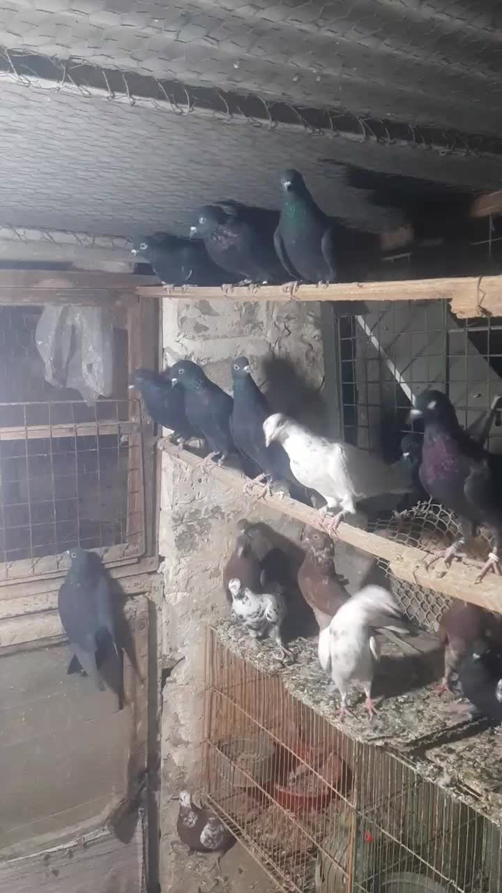 کبوتر کفتر خارجی انگلیسی ایرلندی رستاخیز|پرنده|تهران, شهید رجایی|دیوار